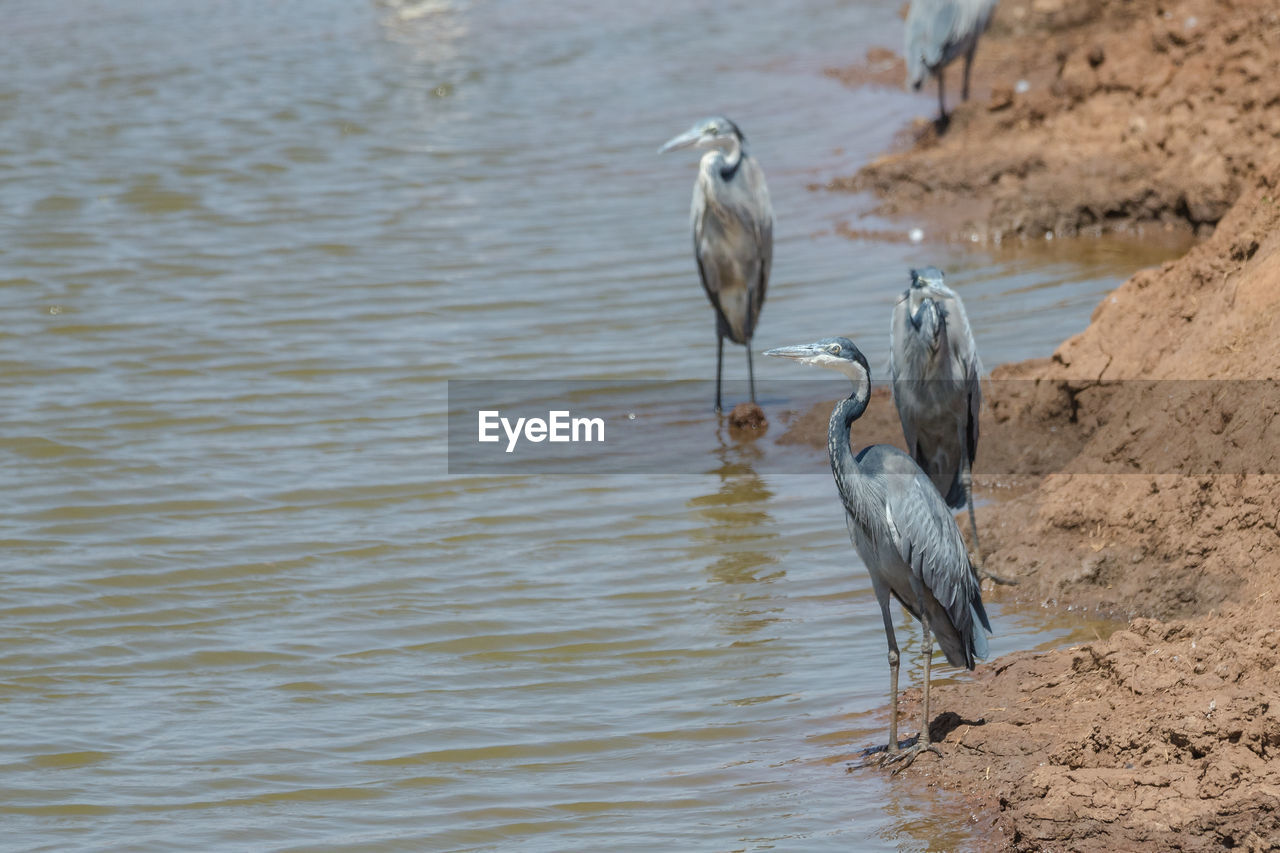 HIGH ANGLE VIEW OF GRAY HERON ON LAKE