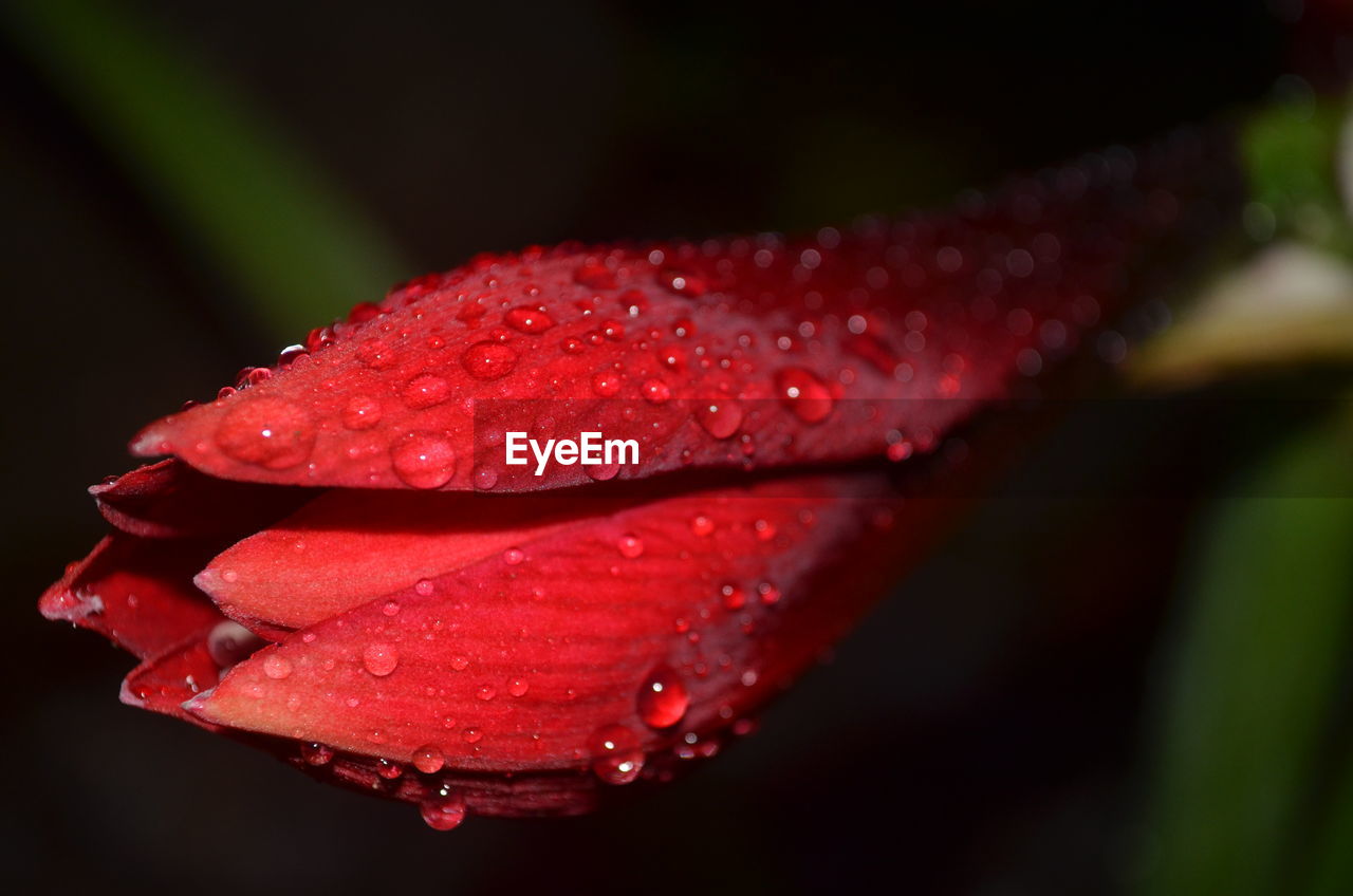 Close-up of water drops on red flower