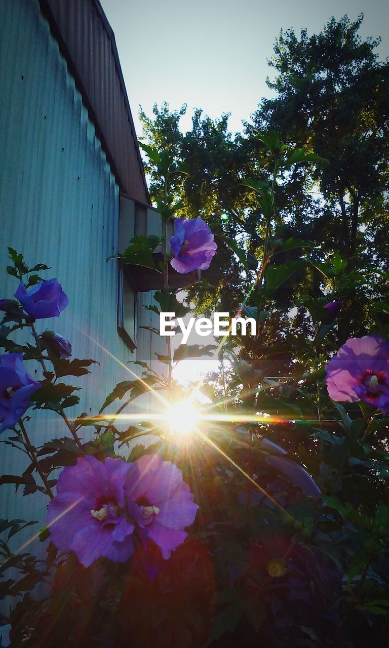 PURPLE FLOWERS BLOOMING IN SUNLIGHT