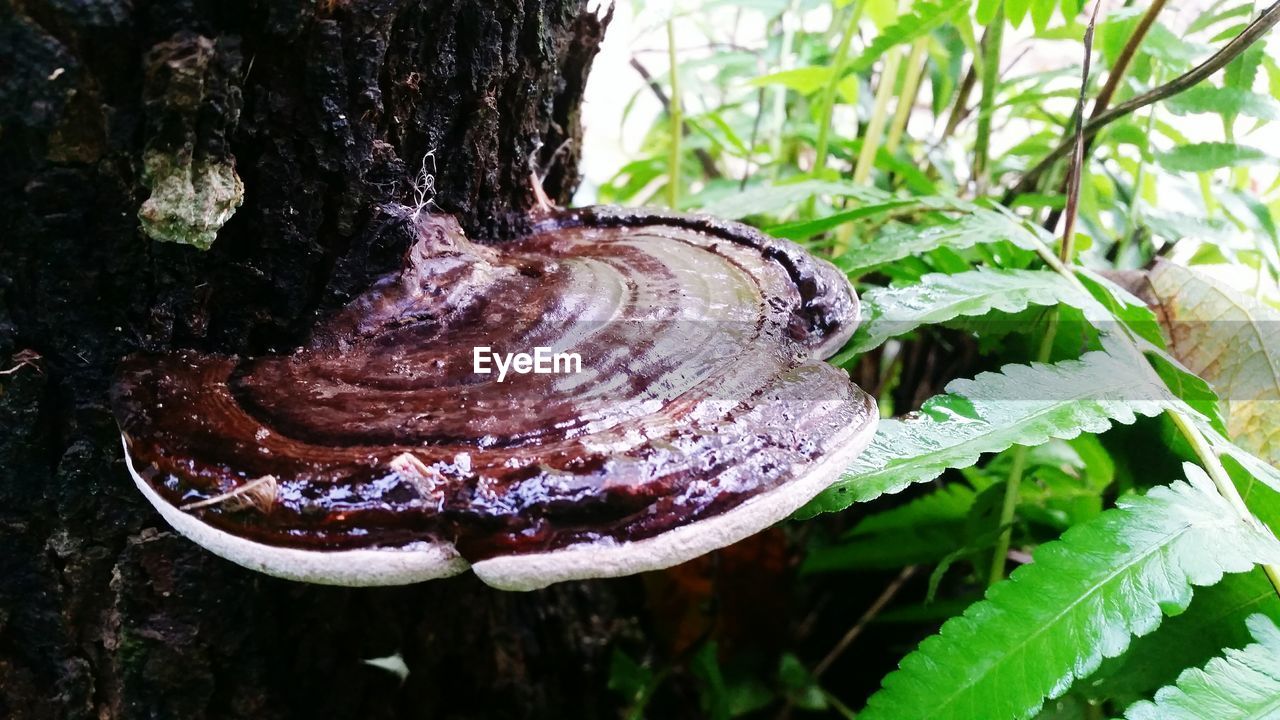 CLOSE-UP OF LIZARD ON TREE TRUNK