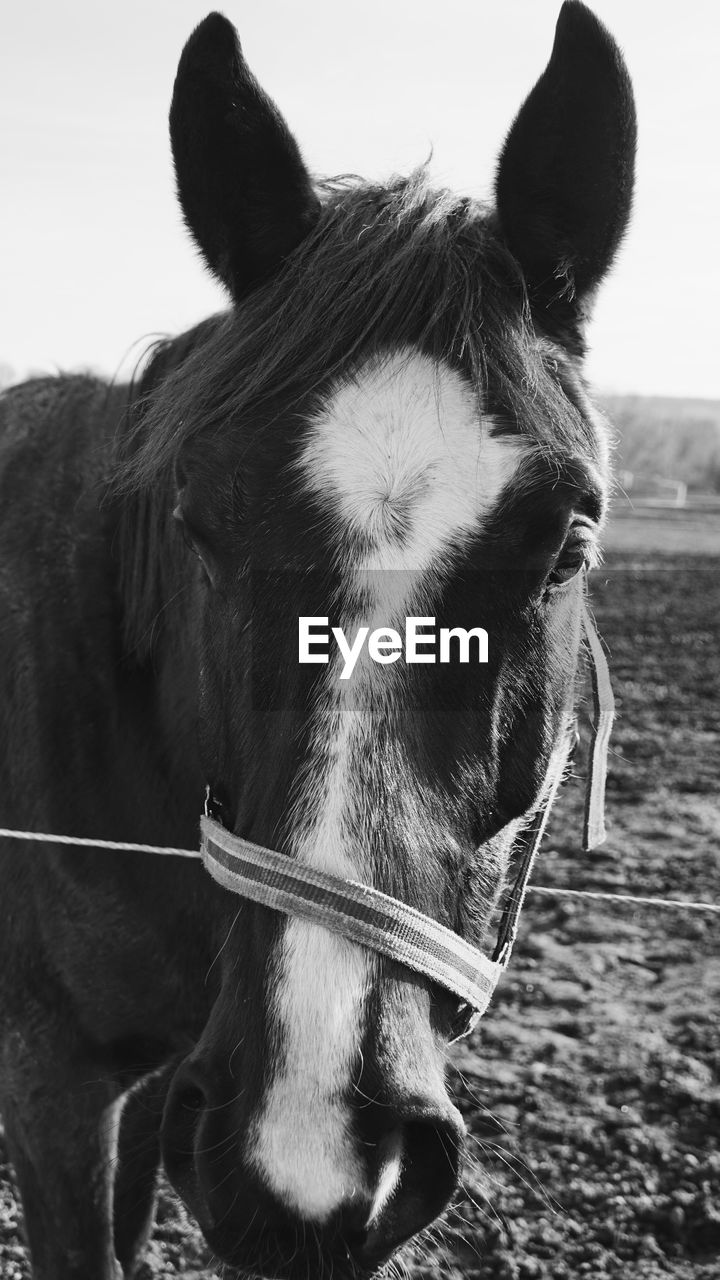 Close-up of a horse in the field