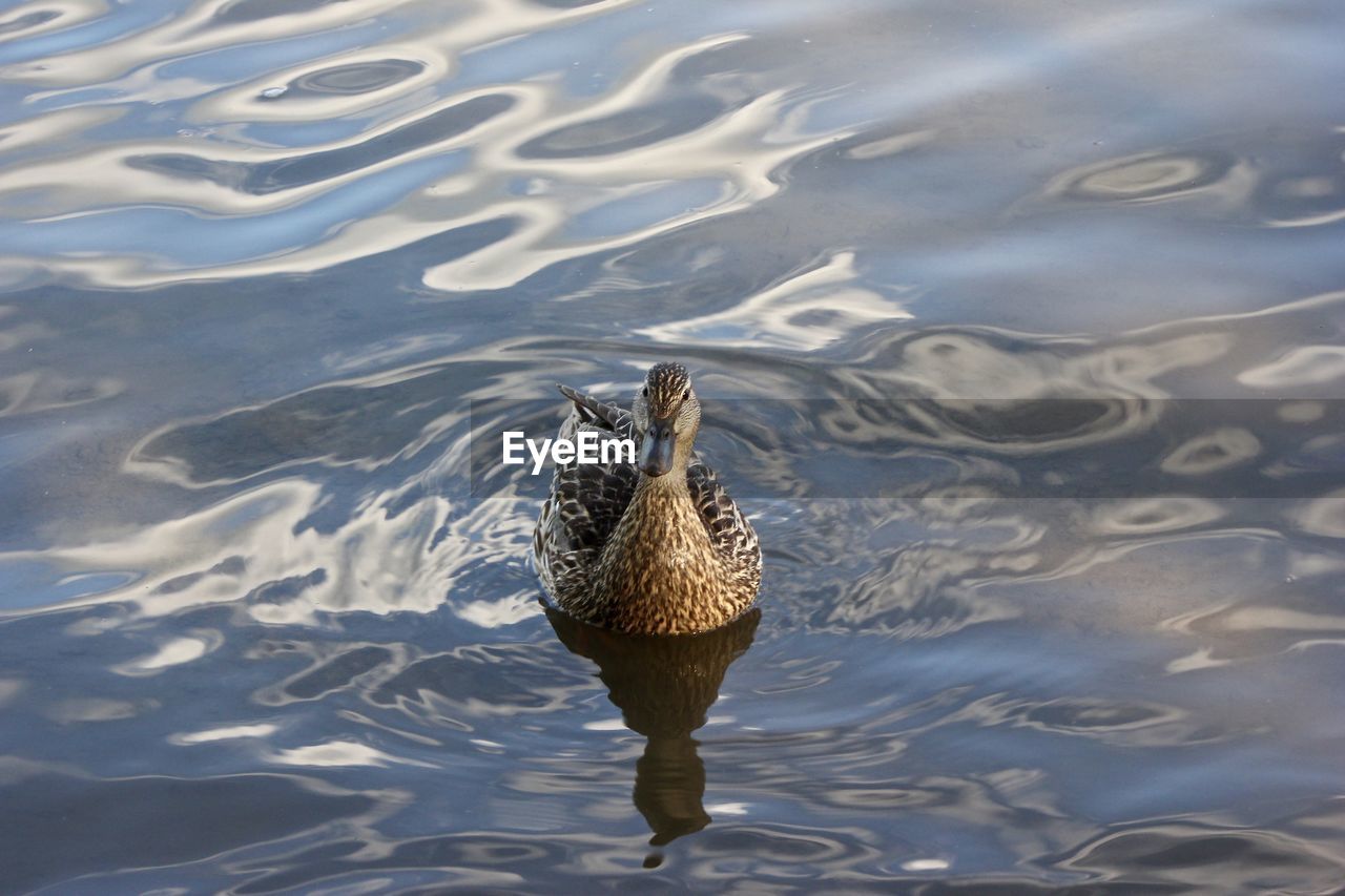 HIGH ANGLE VIEW OF MALLARD DUCK SWIMMING IN LAKE