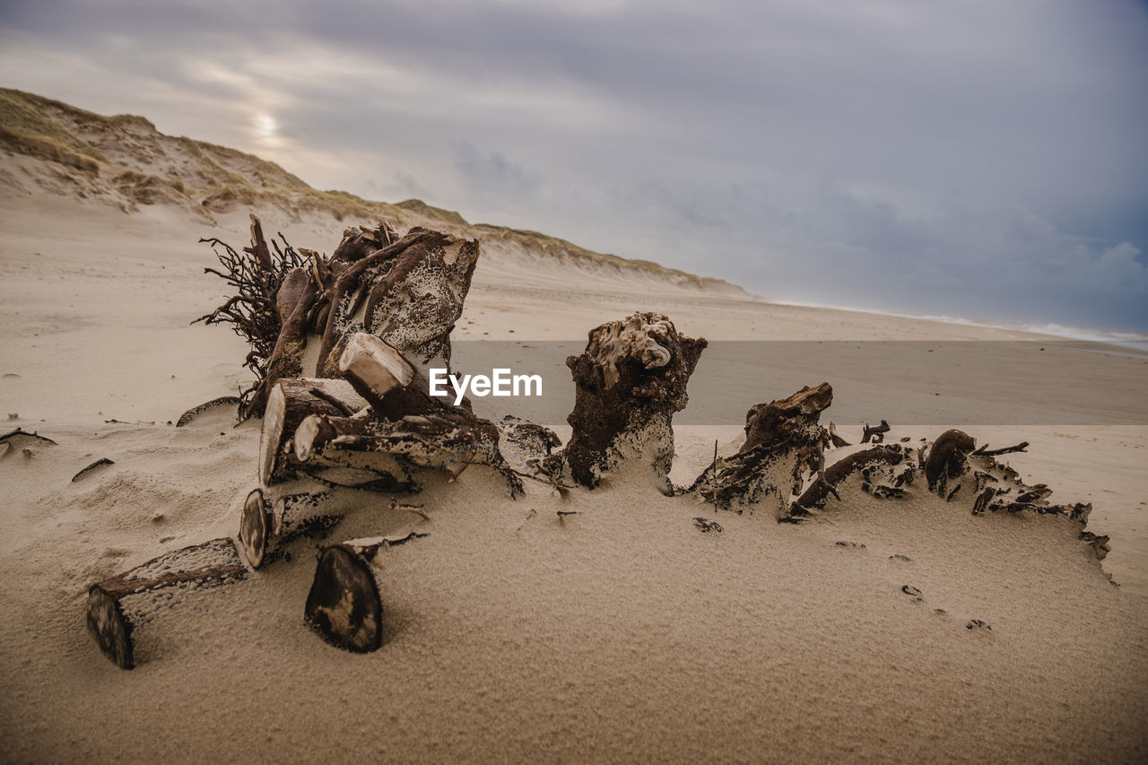 Dead tree on sand at beach against sky