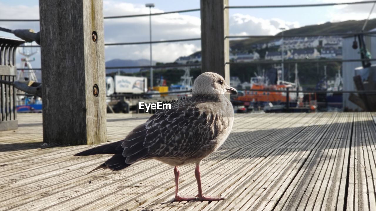 CLOSE-UP OF SEAGULL PERCHING ON WOOD