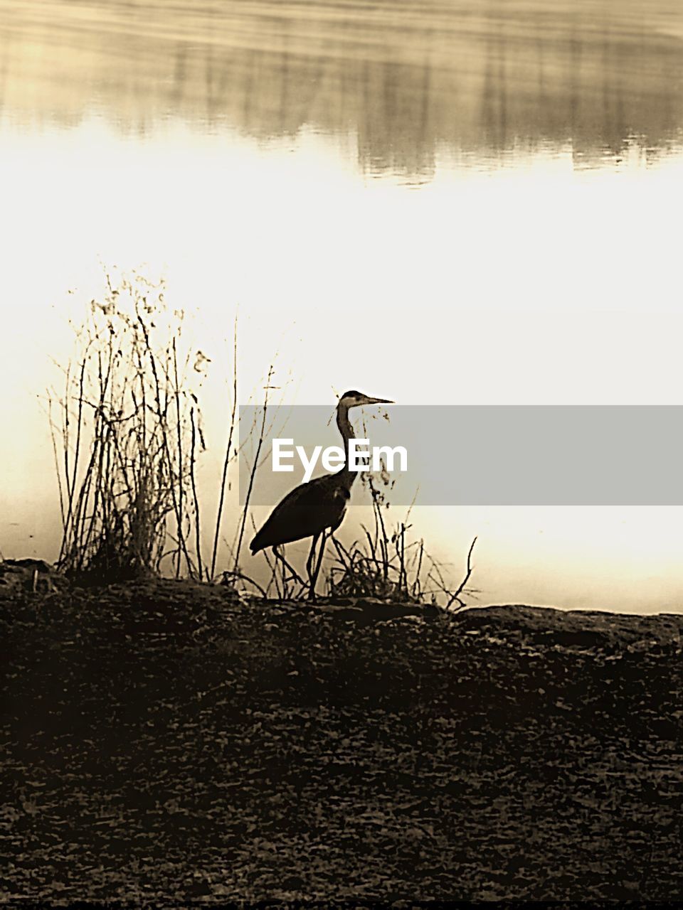 BIRD ON LAKE