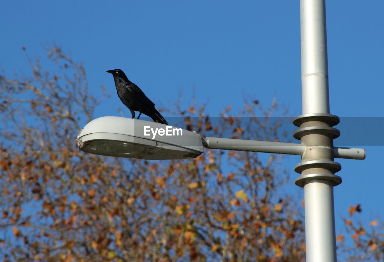 Low angle view of raven on street light