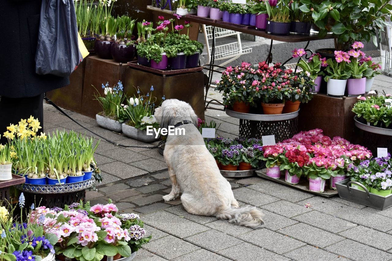 DOG IN POTTED PLANT