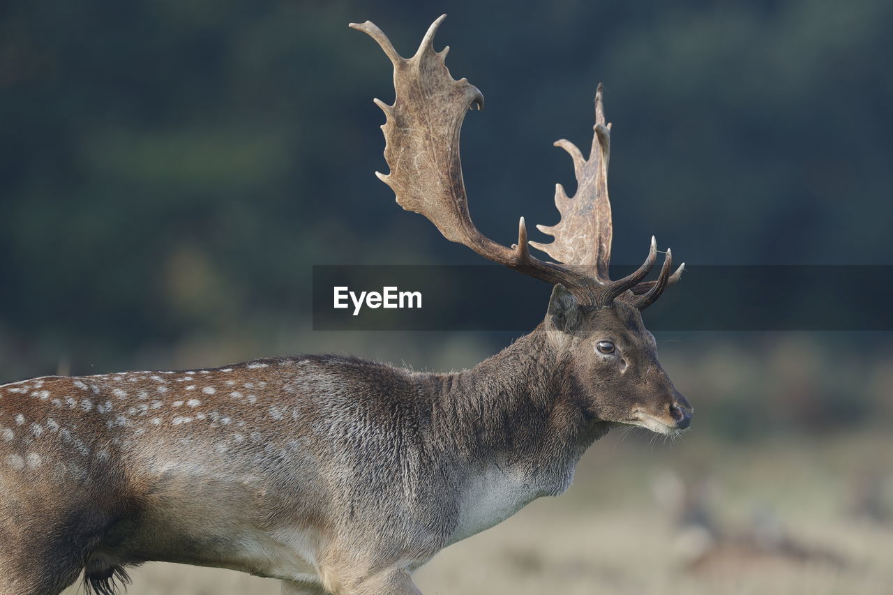 Reindeer standing on land