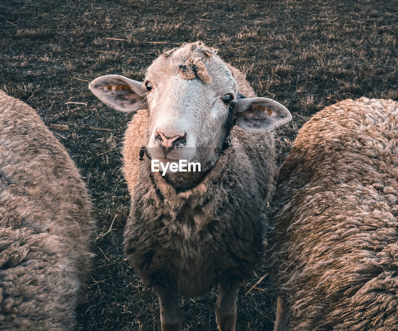 Portrait of sheep standing on field