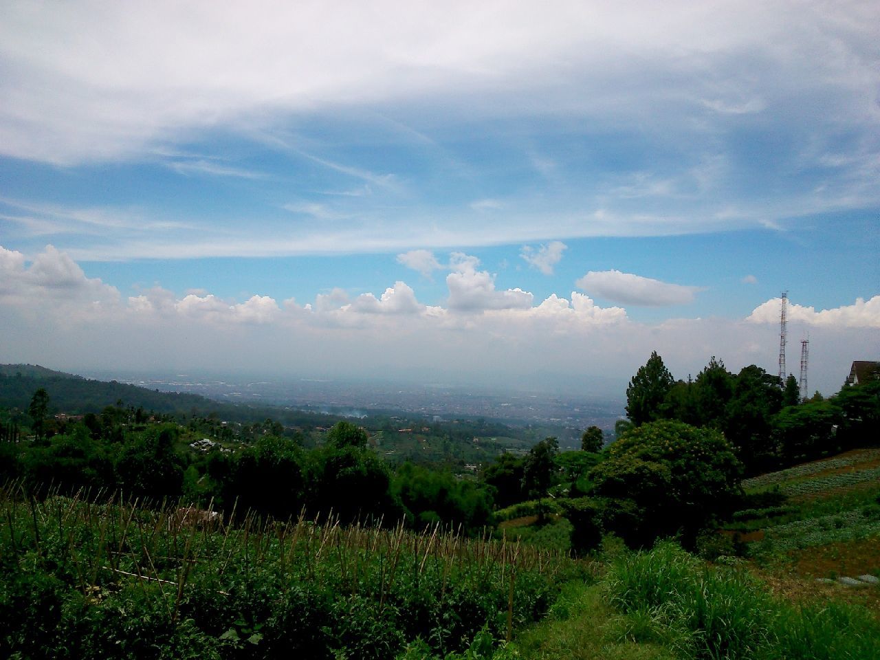 Vineyard and trees on mountain against sky