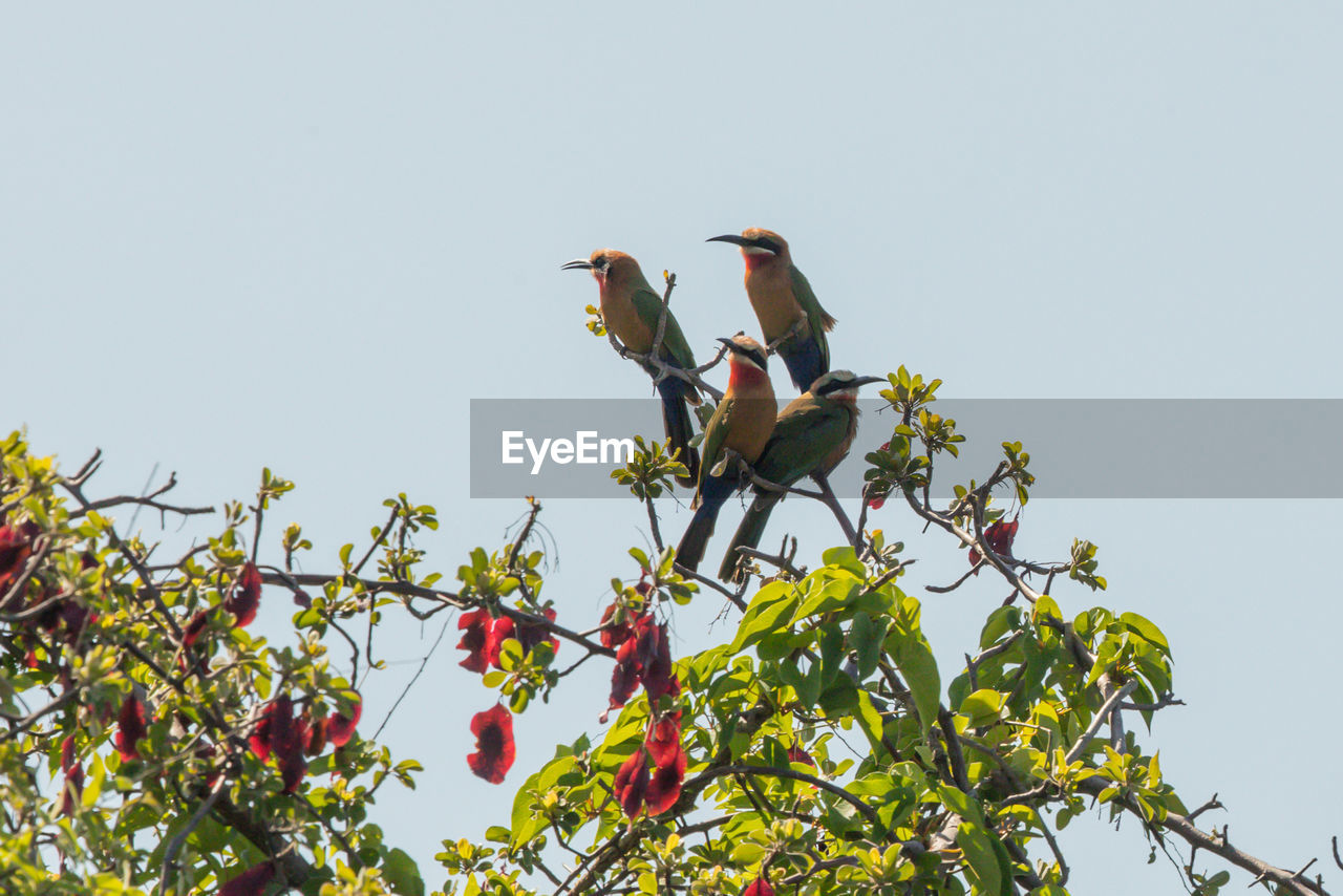 LOW ANGLE VIEW OF BIRDS PERCHING ON PLANT AGAINST SKY