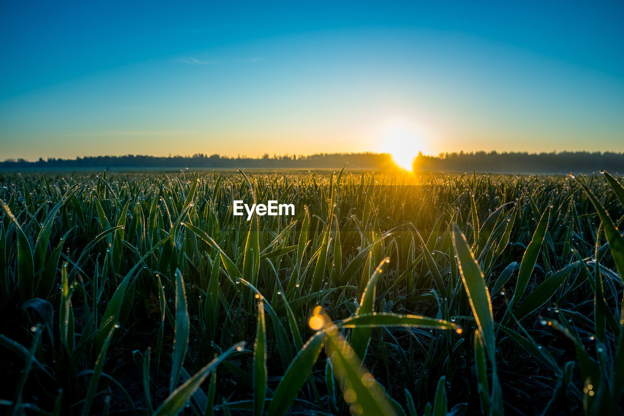 Crops growing on field against sky during sunset