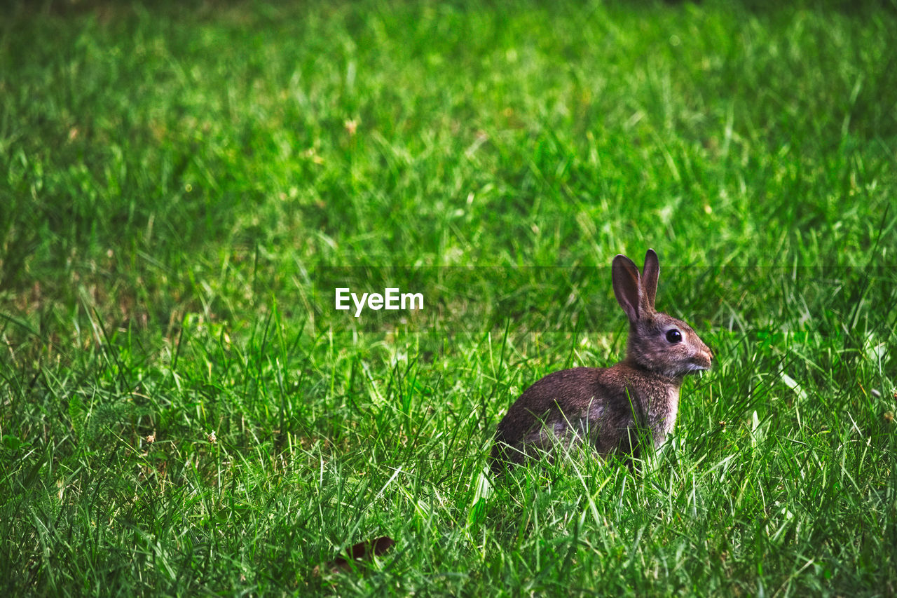 Side view of a rabbit on grassland
