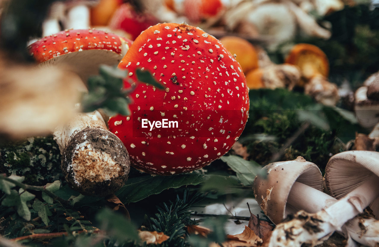 Close-up photo of an iconic fly agaric or fly amanita mushroom