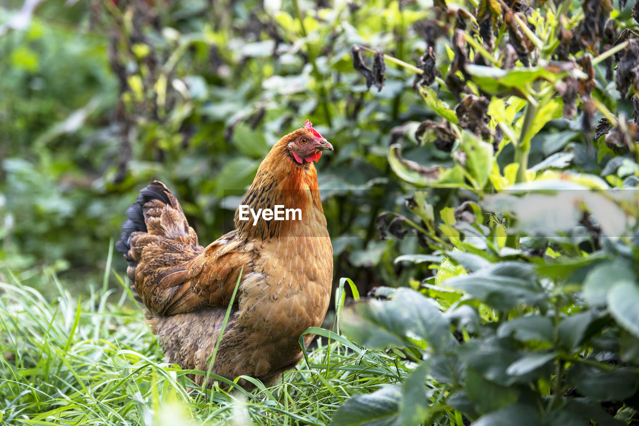 DUCK ON FIELD