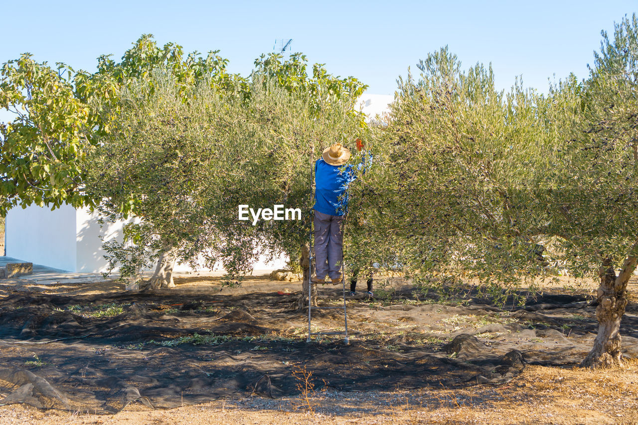 Rear view of farmer harvesting at farm