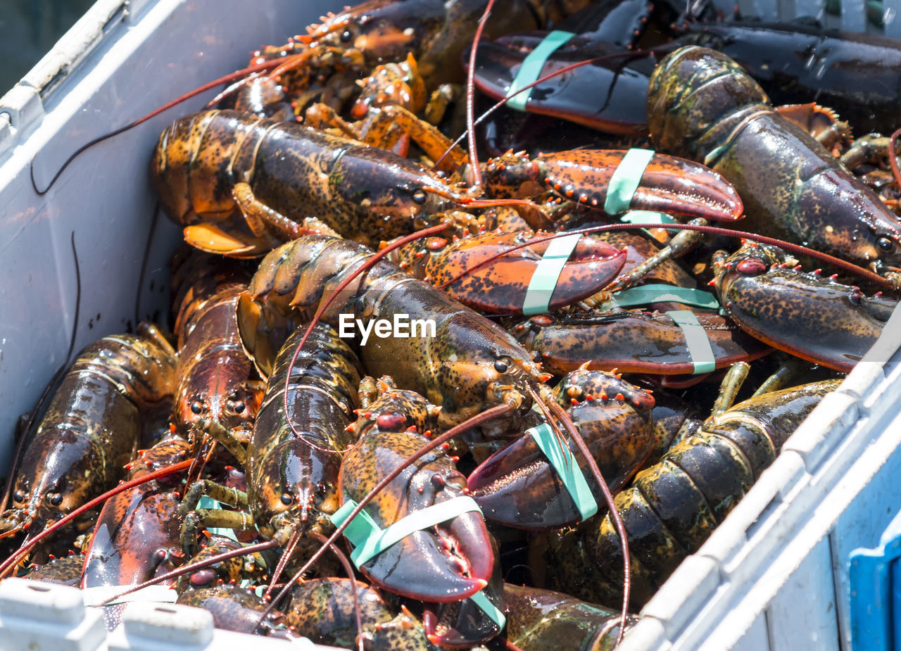 A bin full of just caught lobsters in a fishing boat off of the coast of maine.