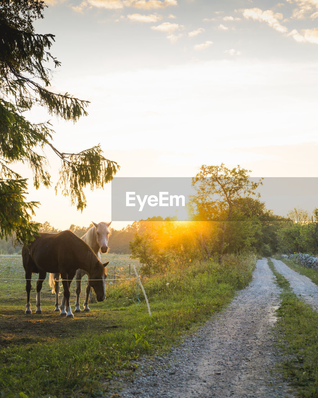 VIEW OF A HORSE ON FIELD