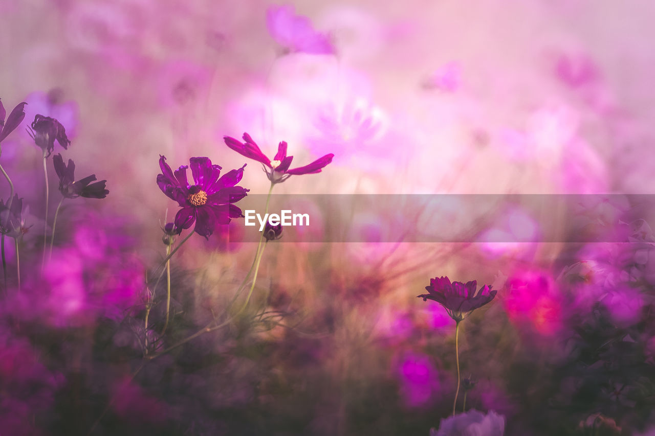 Close-up of pink flowering plant on field