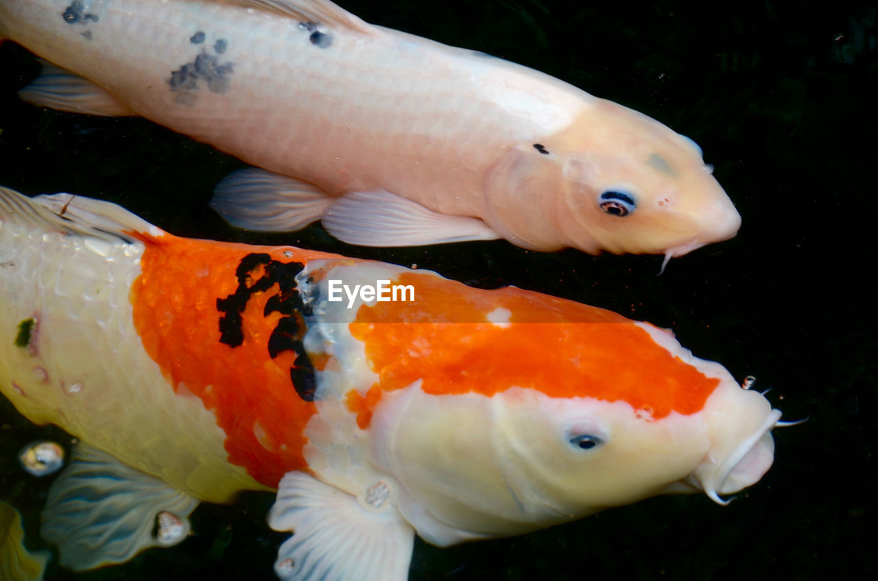 CLOSE-UP OF FISHES SWIMMING IN AQUARIUM