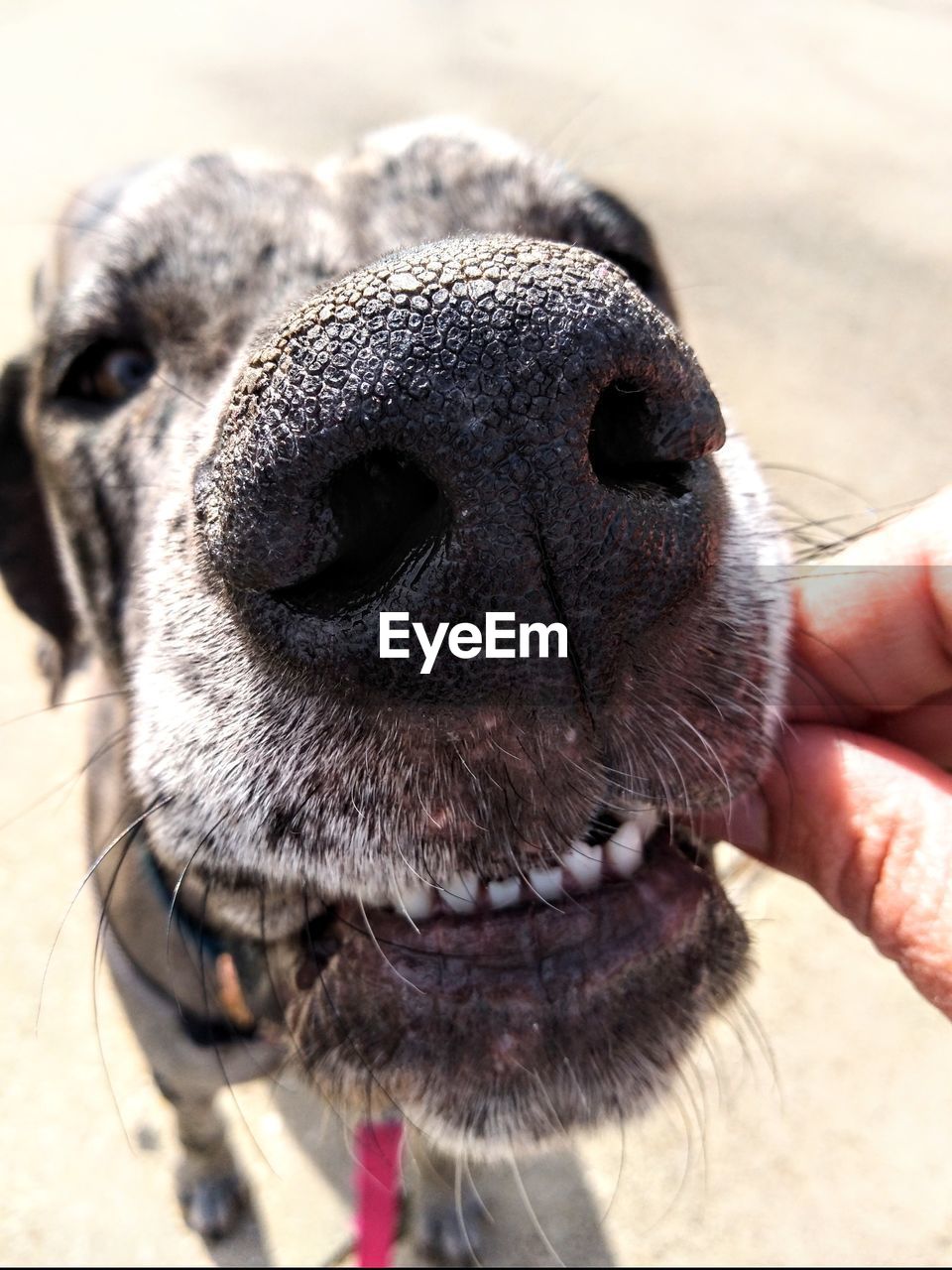 Close-up of a dog