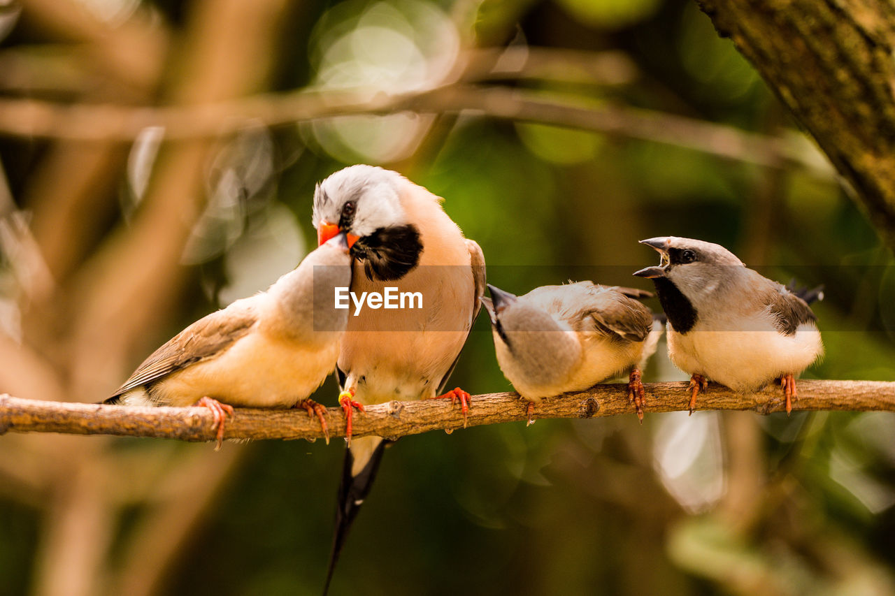 Close-up of birds perching on branch