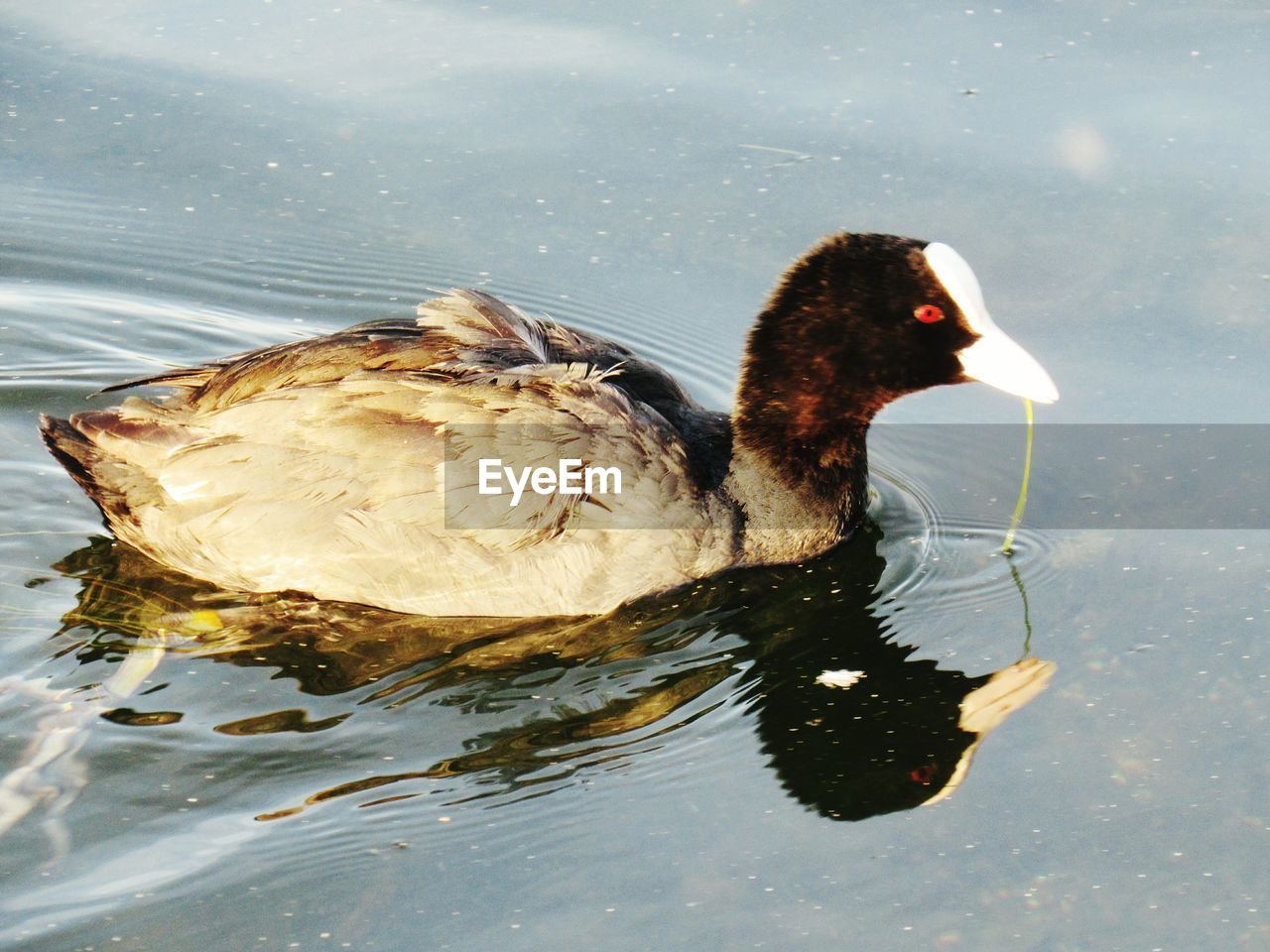 HIGH ANGLE VIEW OF DUCK IN LAKE