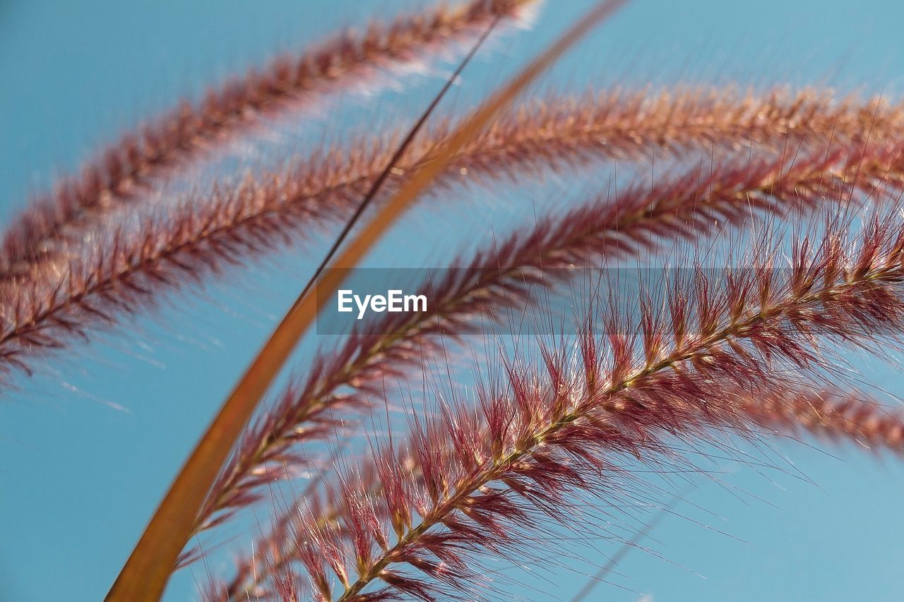 CLOSE-UP OF FRESH GRASS