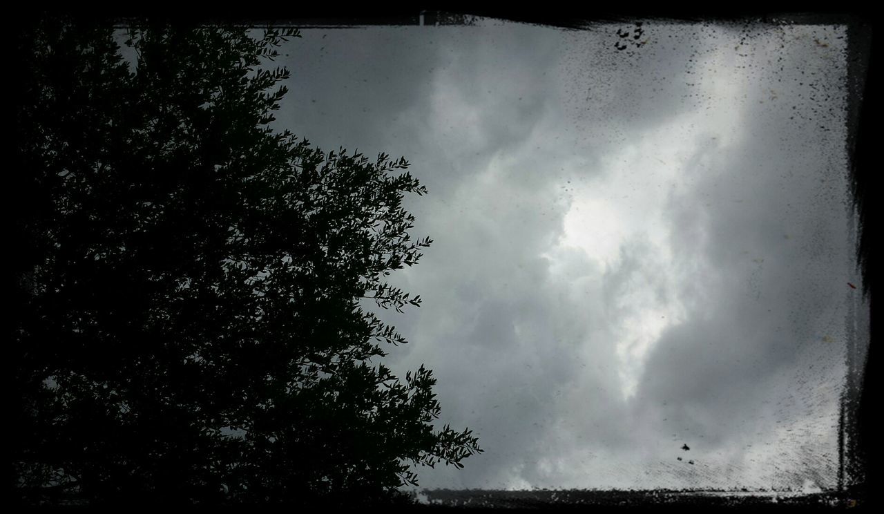 LOW ANGLE VIEW OF TREES AGAINST CLOUDY SKY