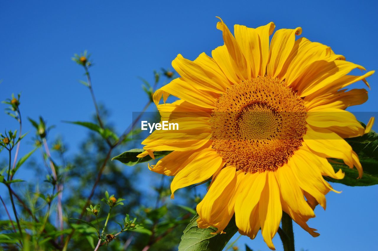 CLOSE-UP OF SUNFLOWER AGAINST SKY