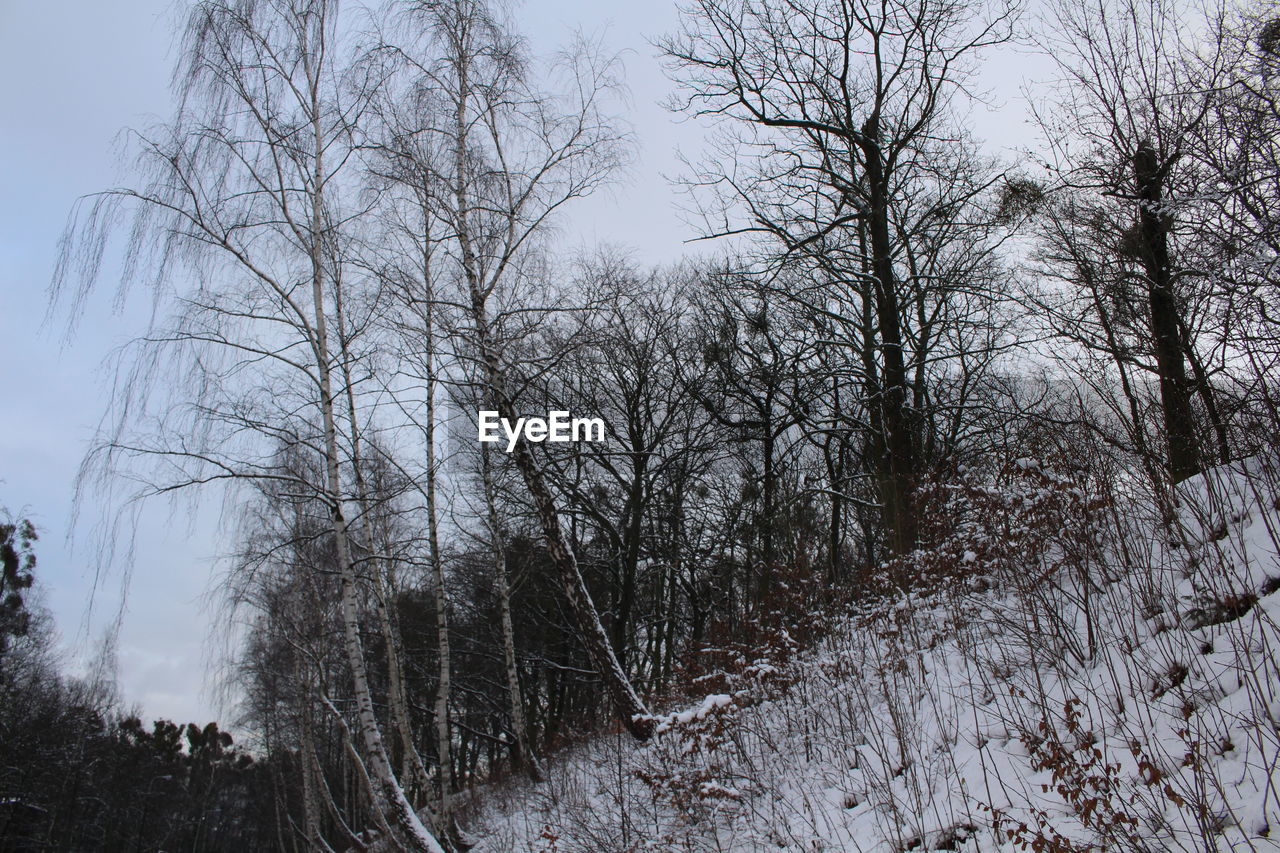 LOW ANGLE VIEW OF TREES AGAINST SKY