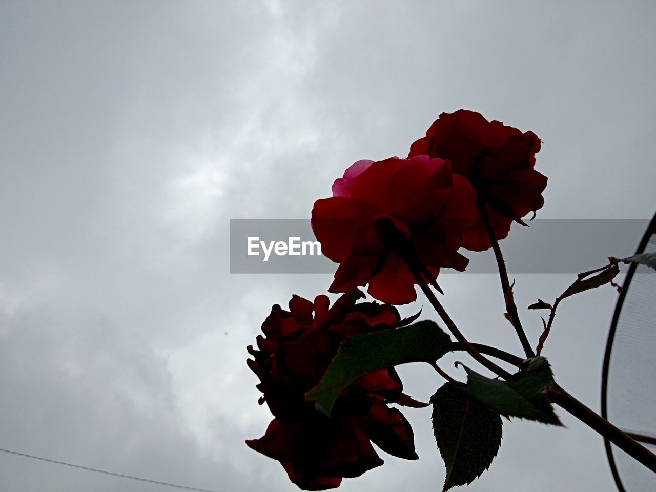 LOW ANGLE VIEW OF RED ROSE PLANT AGAINST SKY