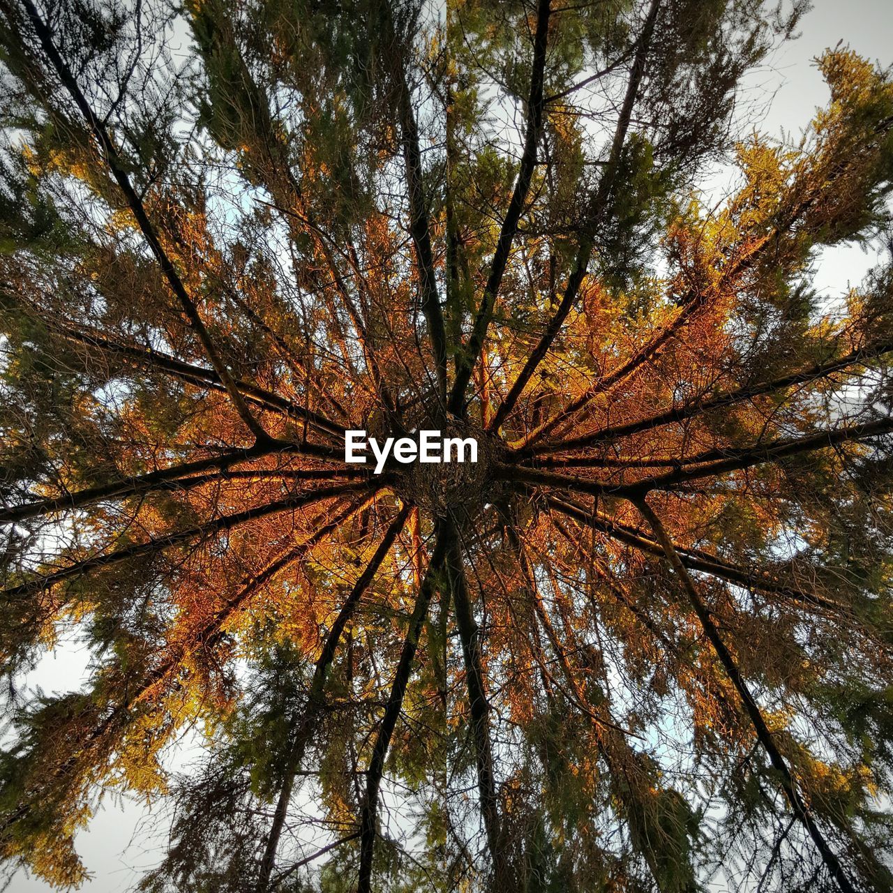 Digital composite image of tree