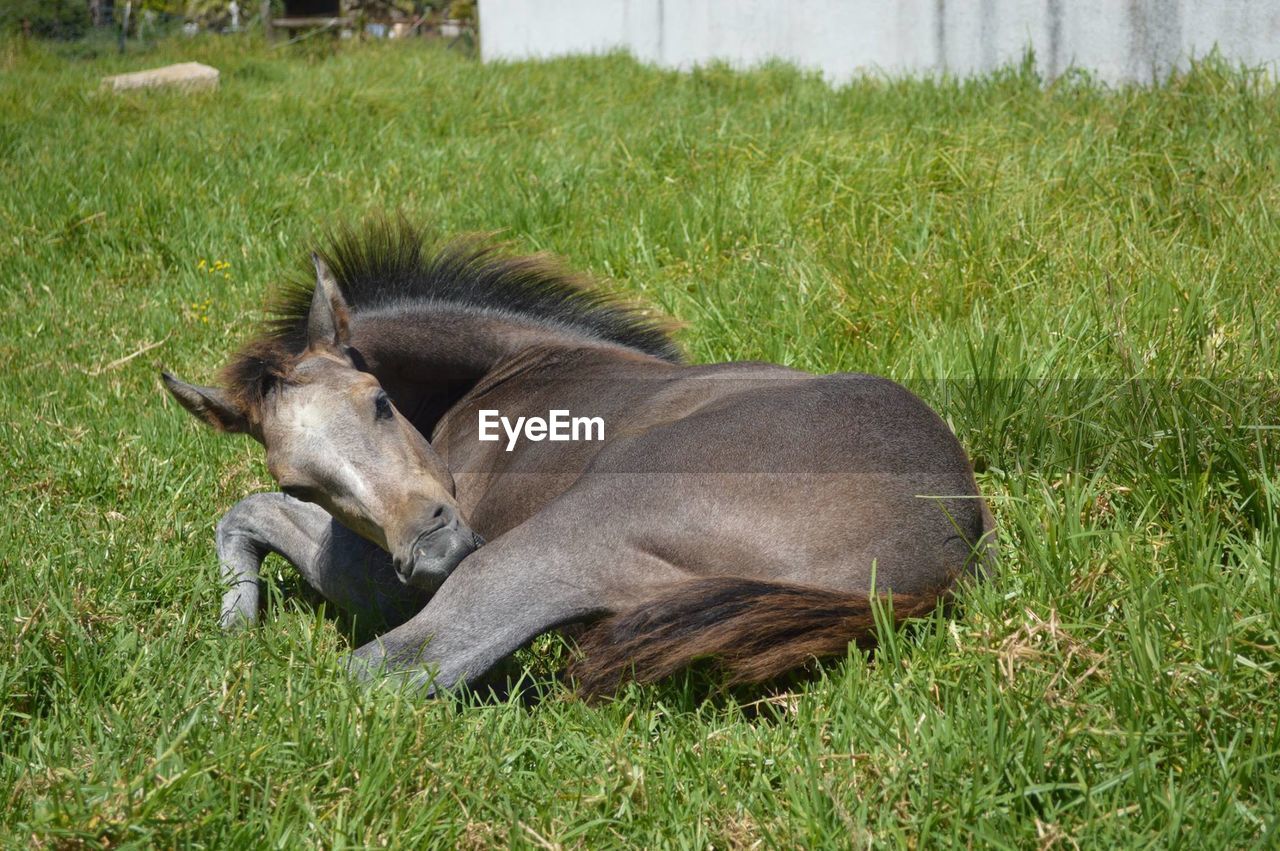 Horse relaxing on grassy field