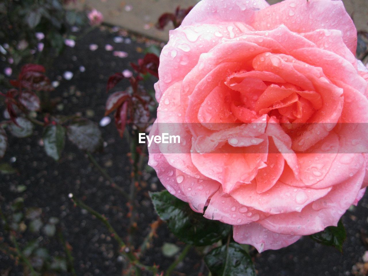 Close-up of red rose