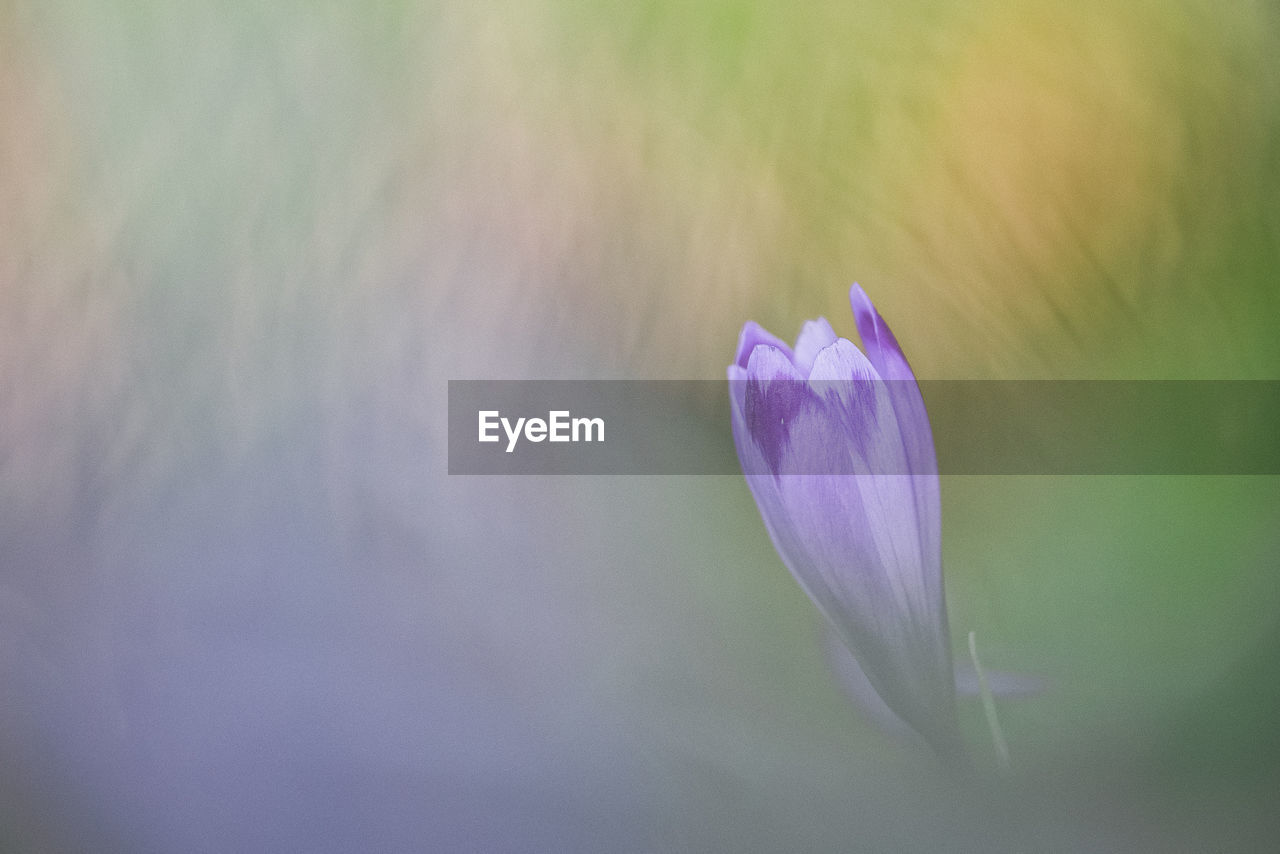 CLOSE-UP OF PINK CROCUS FLOWER