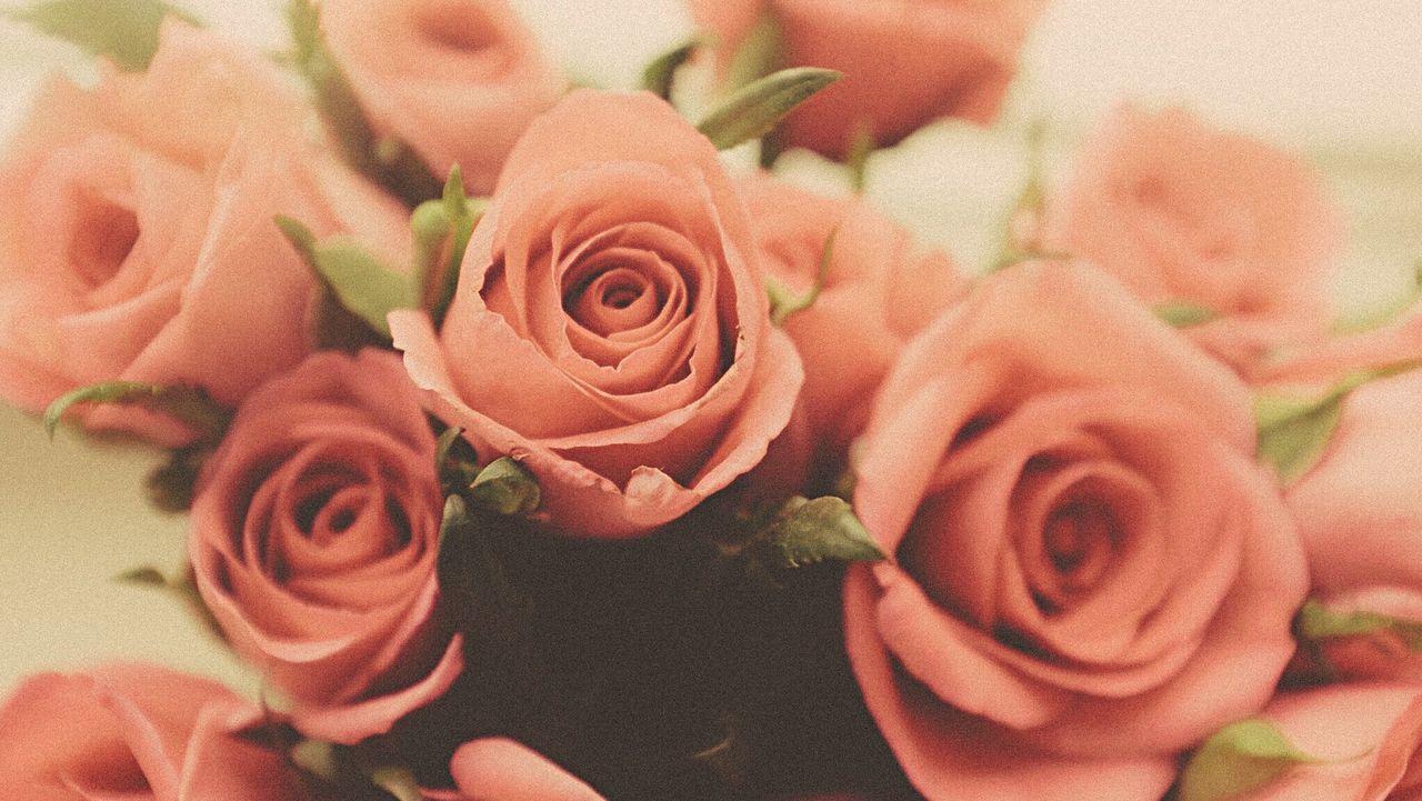 Close-up of coral roses