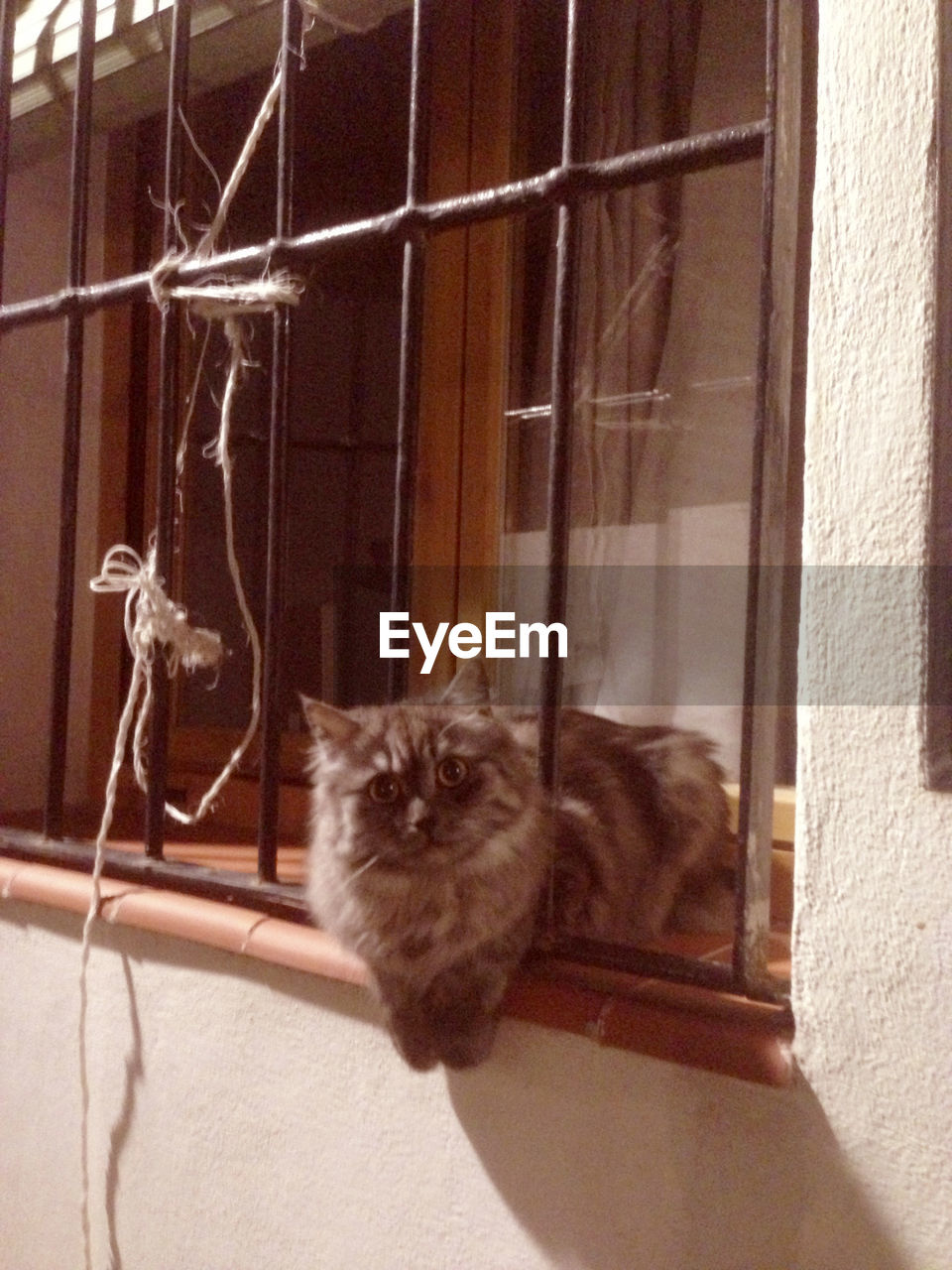 Portrait of cat sitting in window