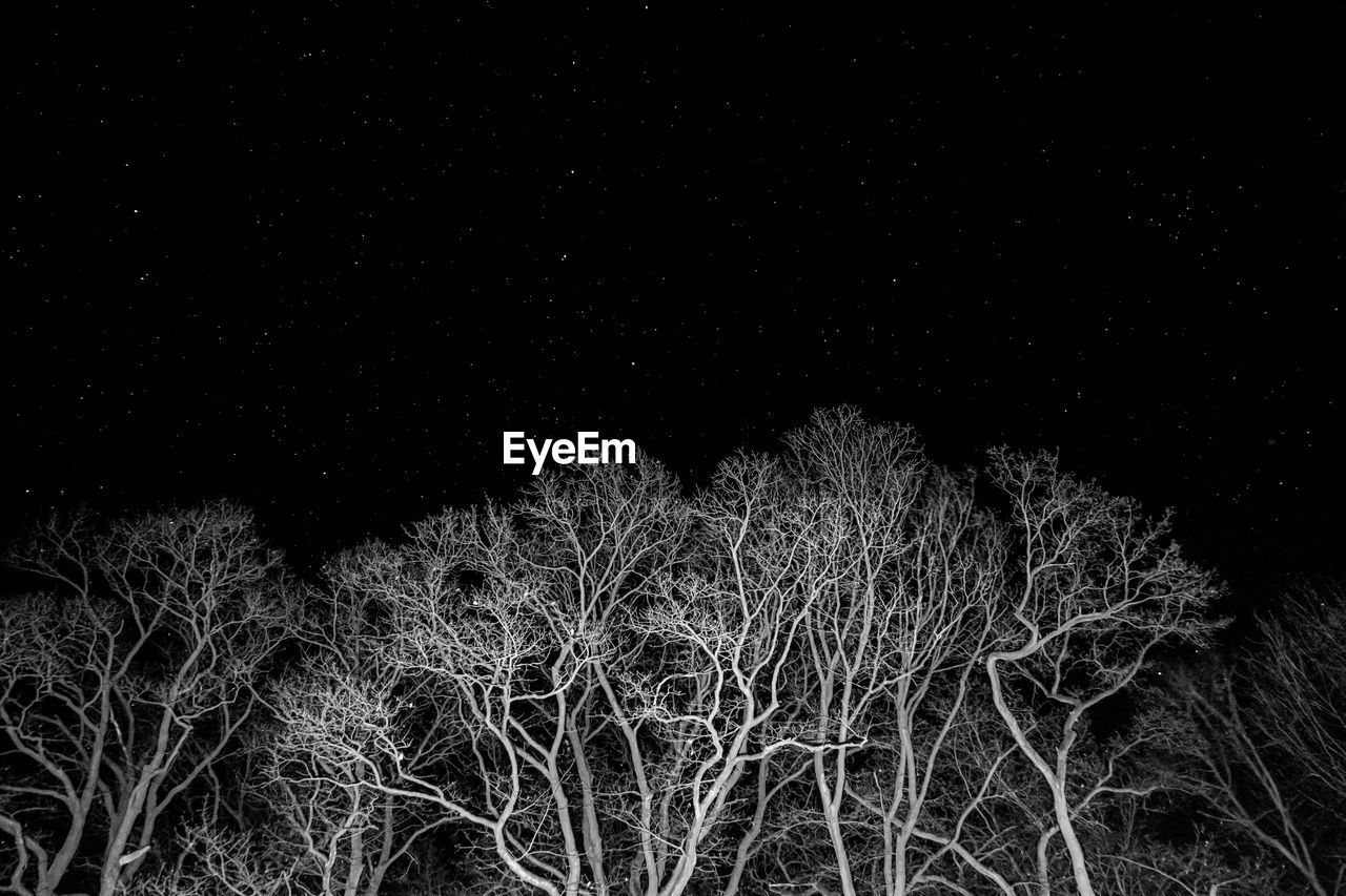 Low angle view of tree against sky at night