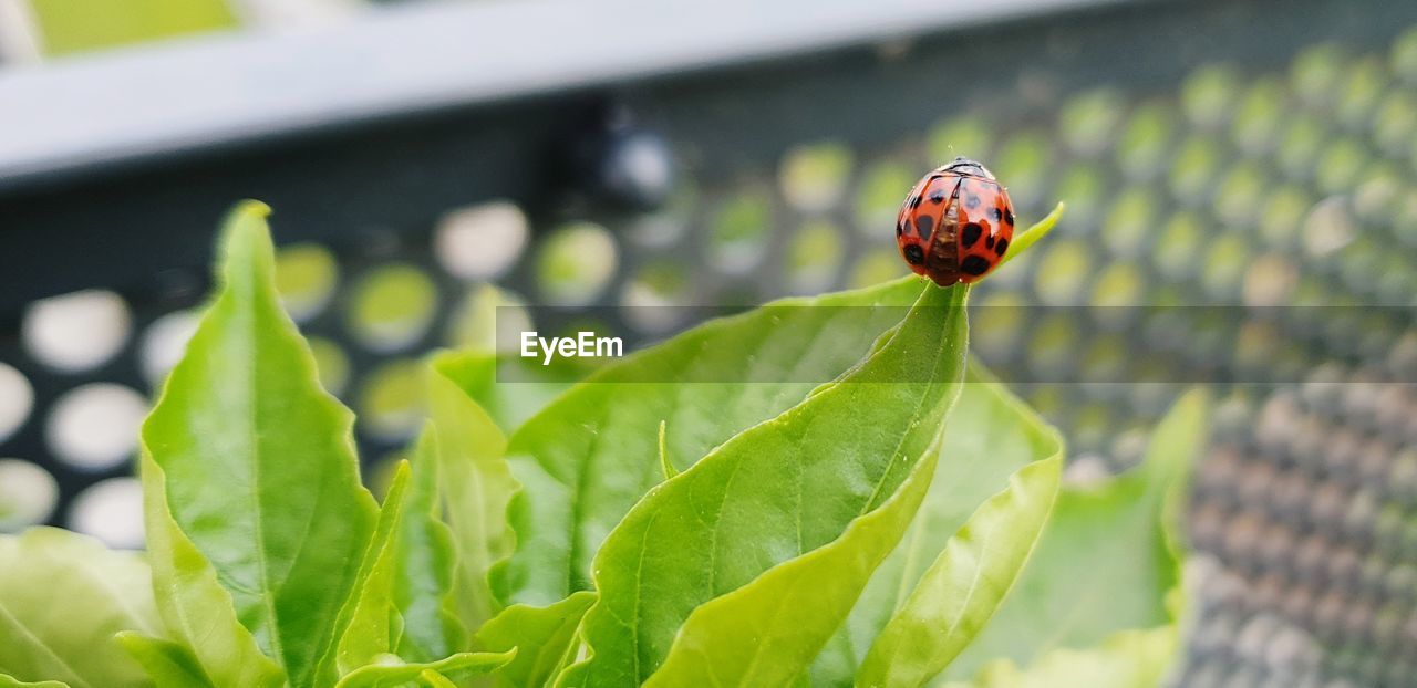 INSECT ON LEAF