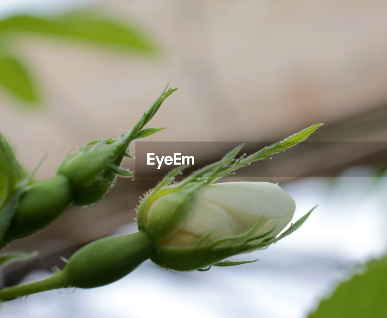 Close-up of flower buds outdoors