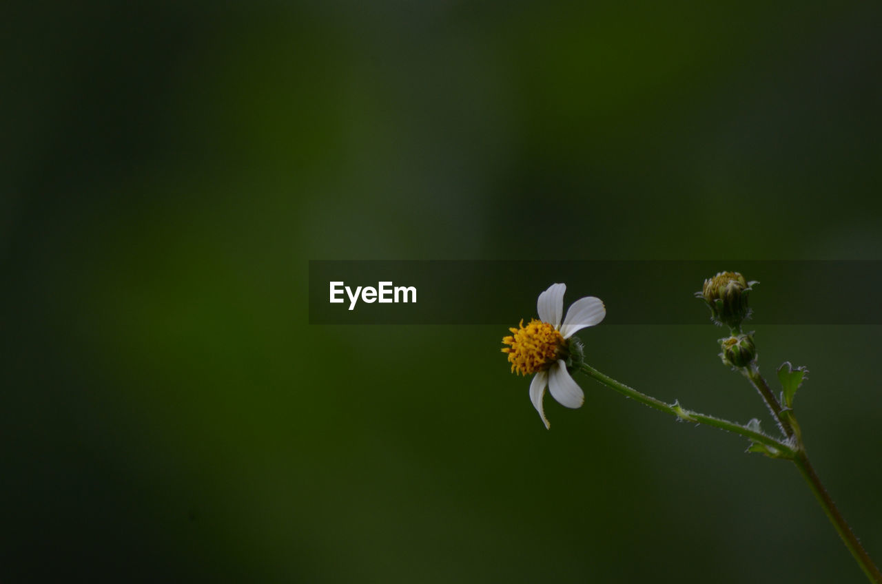 Close-up of white flowering plant