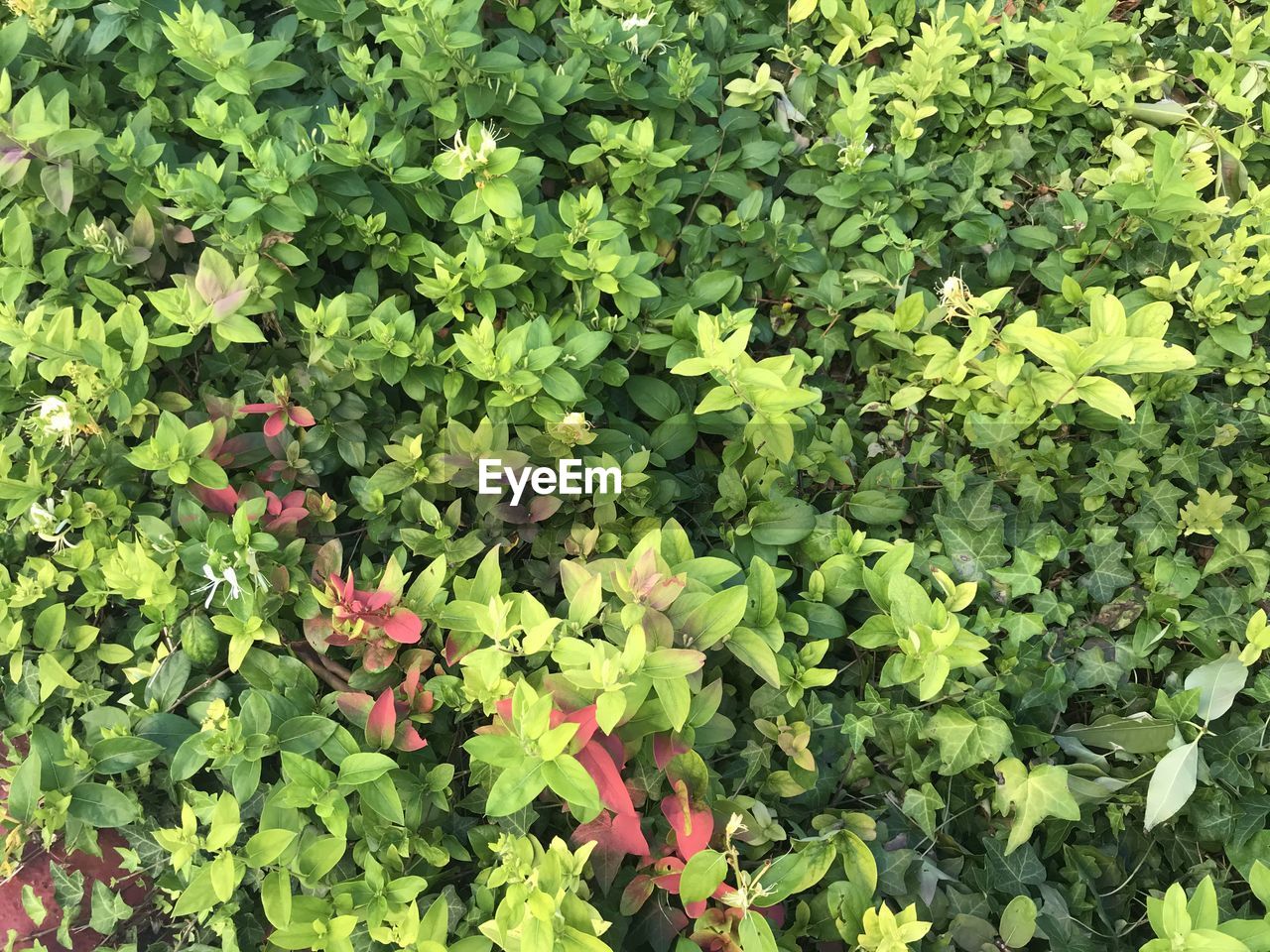 FULL FRAME SHOT OF FLOWERING PLANTS ON LAND