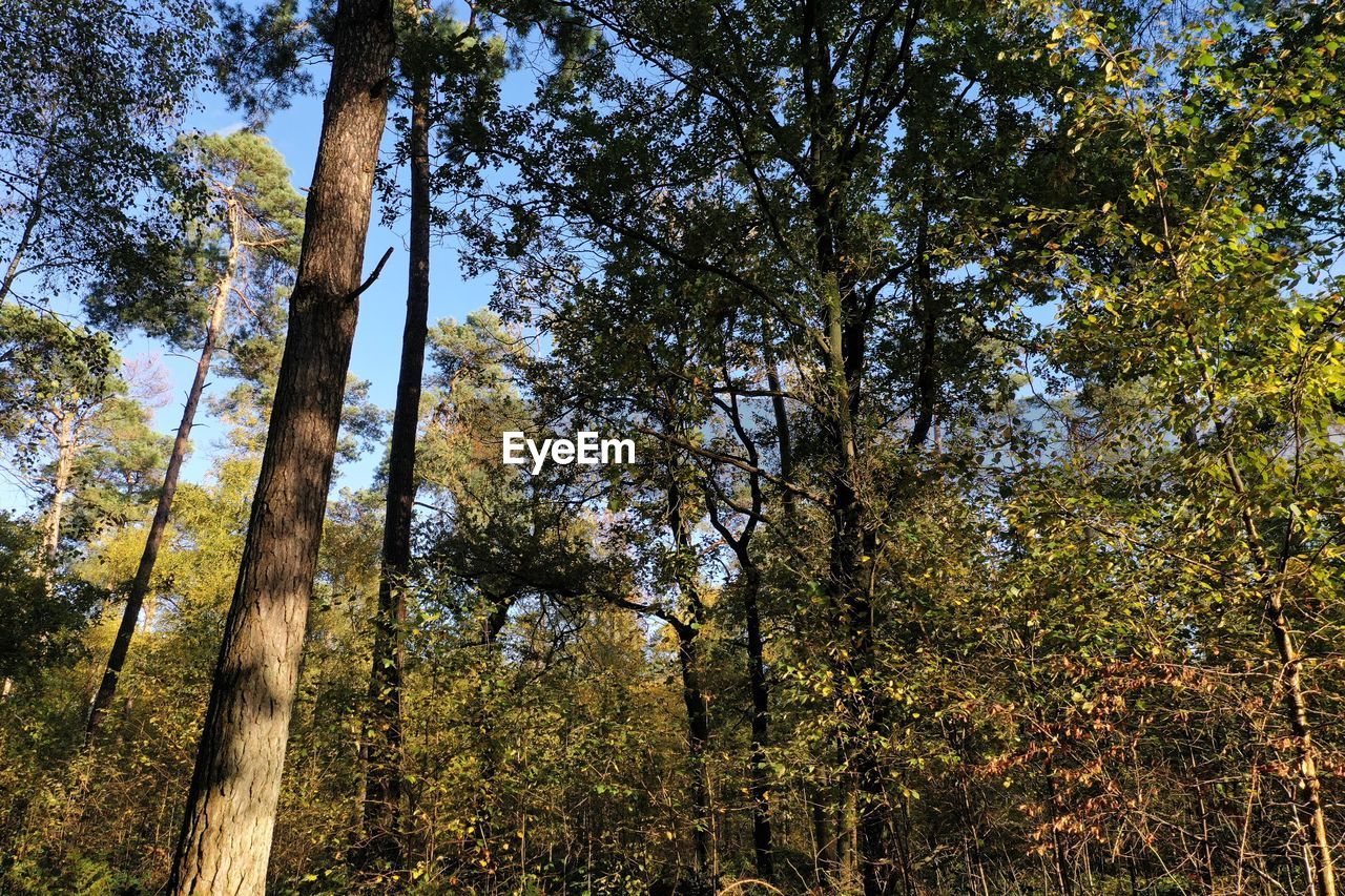 LOW ANGLE VIEW OF TREES IN FOREST DURING AUTUMN