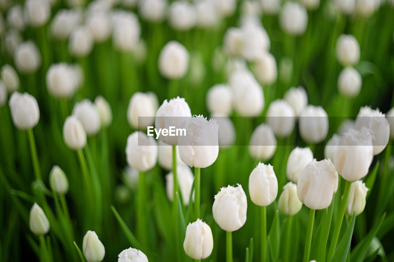 plant, flower, flowering plant, beauty in nature, freshness, nature, petal, green, springtime, close-up, white, fragility, flower head, growth, inflorescence, no people, grass, tulip, plant stem, snowdrop, field, macro photography, outdoors, focus on foreground, land, blossom, selective focus, backgrounds, leaf, plant part, botany, environment, day, plant bulb, flowerbed