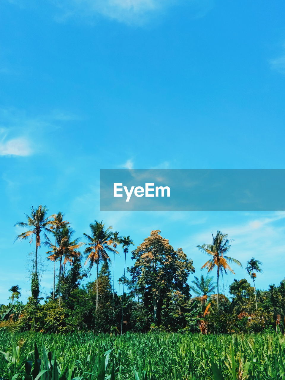 Palm trees on field against blue sky