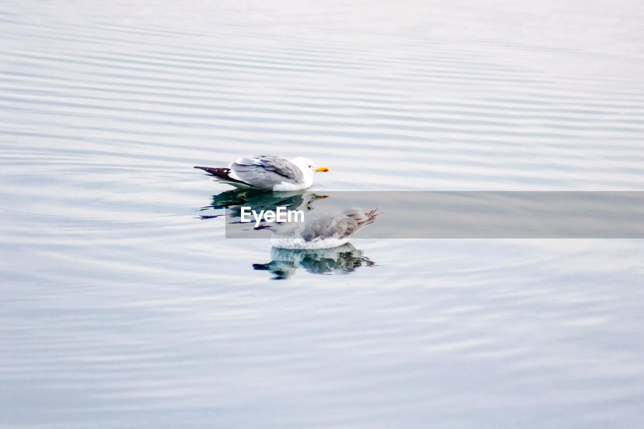 BIRDS SWIMMING IN A LAKE