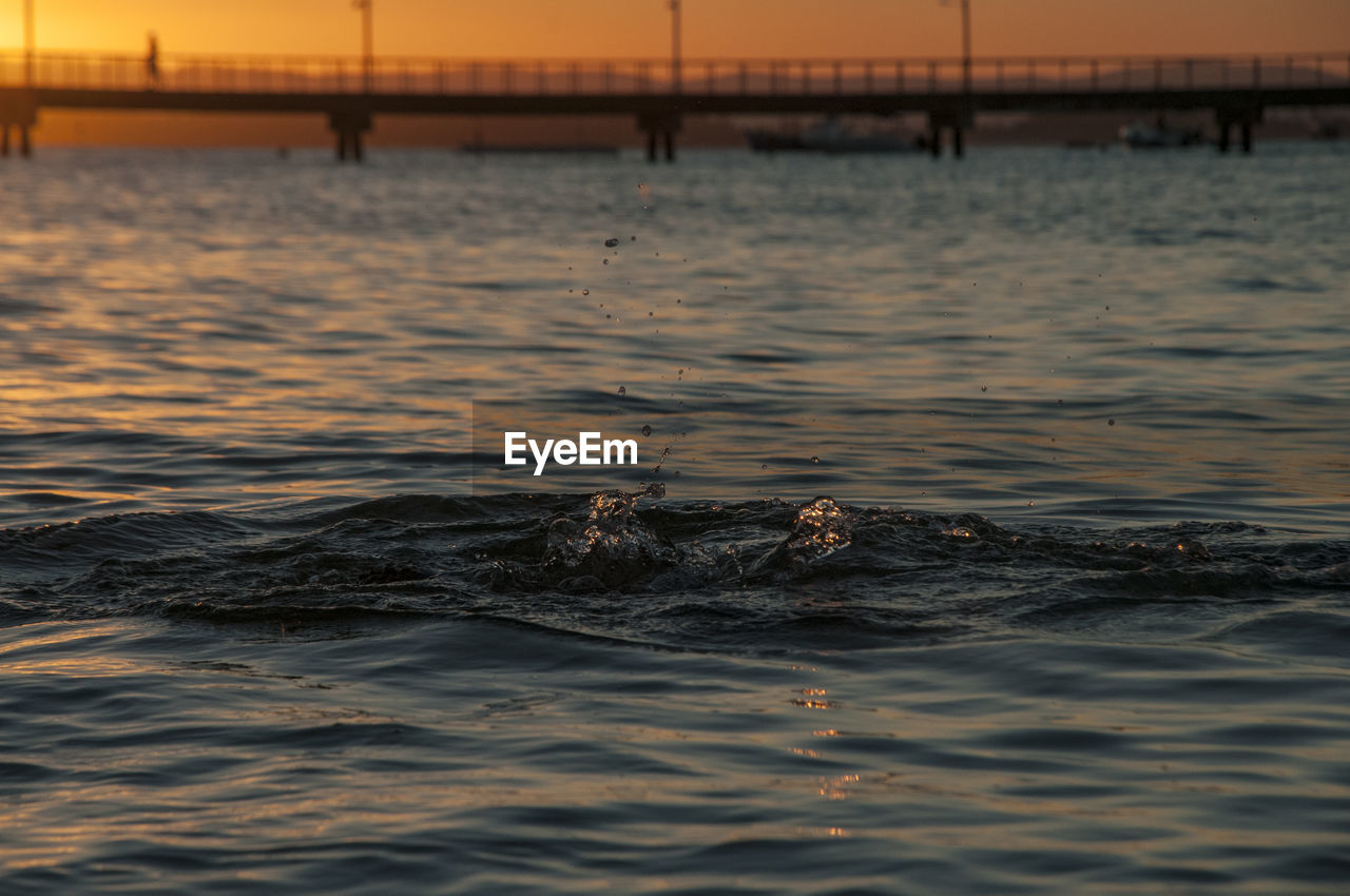 VIEW OF TURTLE IN SEA