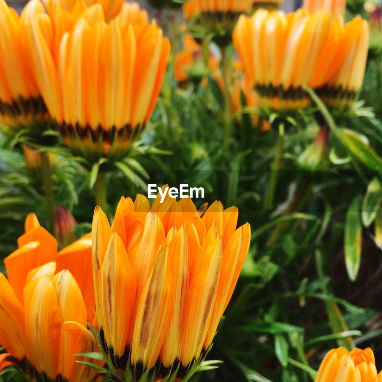 Close-up of orange flower