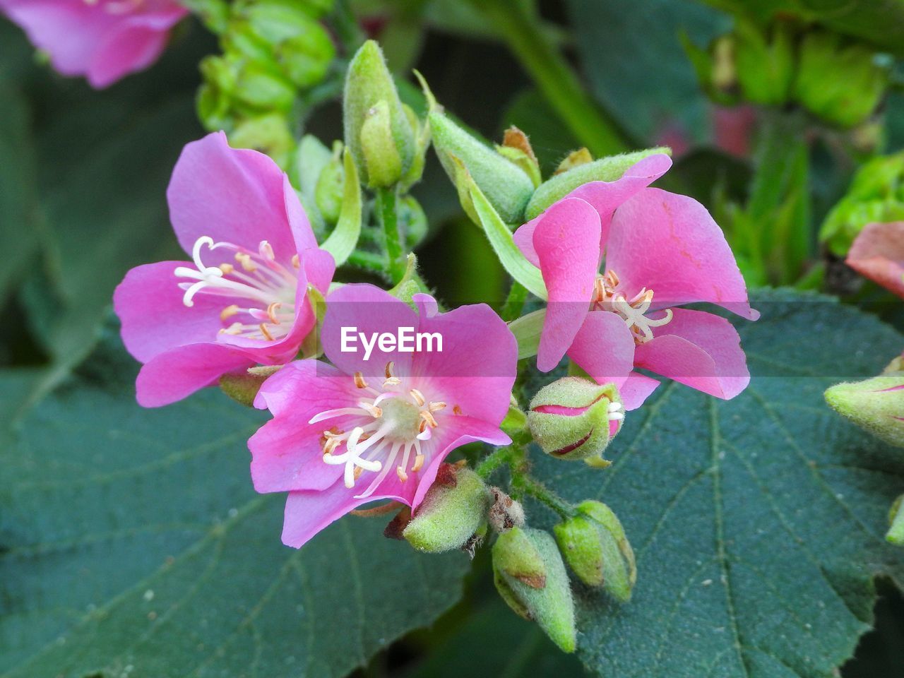 CLOSE-UP OF PINK FLOWERS